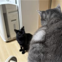 知らないぞｗ