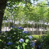 松花堂庭園その１
