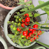 ミニトマト初収穫🍅