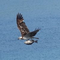 05/23探鳥記録写真：はまゆう公園の鳥たち（獲物を抱えたミサゴ、ウグイス、ホオジロ、カワラヒワ、）