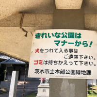 神社に犬を連れてくる？