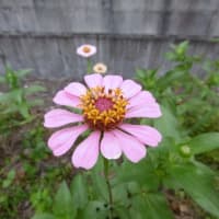 収益認識５ステップ　し・し・さ・は・に　あか～ん チン　Ｎｏ８０