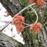 櫂の木の花　シャクナゲ　サクランボ　　2020.4.10　　「36」