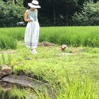 ヨーキー日記から変更しました