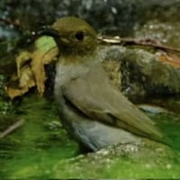 鳥撮りと犬の散歩考