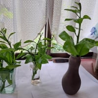 アゲハのちびちゃん幼虫はほとんどが２齢幼虫?