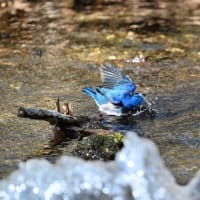 オオルリの水浴び