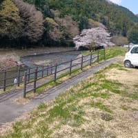 今日は桜が咲いたのでポタ等