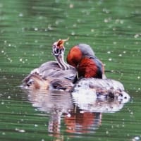 カイツブリ親子とセッカ