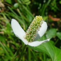 水戸で見た花弁のない花(2)