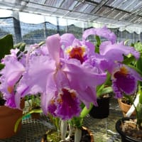 C. mossiae ' No.2663 '　（株No.2663）