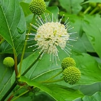 両雄並び立たず