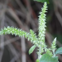 早朝の散歩　佐保川土手で植物調べ