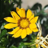ガザニアとアヤメの花・紫外線吸収と反射について