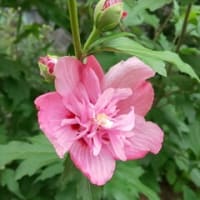 今日の一禅　清風拂無塵
