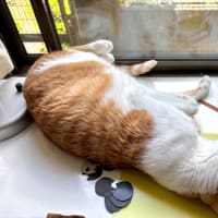 ６月２４日　お手伝いは続く