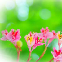 樹の花たちにも　”初夏”到来です～ 🌳🌺　ナンジャモンジャ（一ッ葉タゴ）　栃の木　紅花栃ノ木　紅花常盤満作　