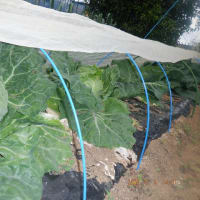 　雨前の野菜収獲4種類　