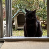 夕方の黒猫二号