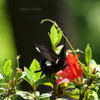 赤い花に黒い蝶　ニワゼキショウ　蝋梅の実
