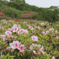 長峰公園のツツジ