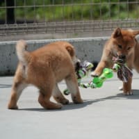 新しい飼い主さん募集中！オーナー募集中！3月30日生　オス