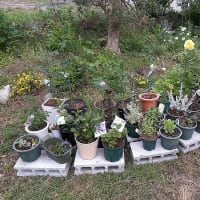 ジニアやアジュガや斑入りヤブランの植え付けなど今日はたっぷり庭仕事したとです!(^^)!