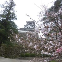 高知城の桜等です