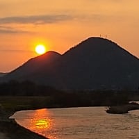 2025 桜だより