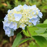 梅雨の亀山公園