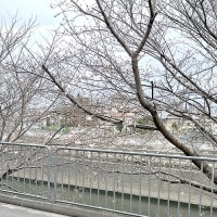 大阪も桜開花です