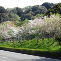 晴れた日の桜並木　＆　ハマダイコン