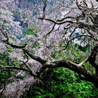 伊奈川神社　庚申堂の枝垂れ桜