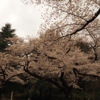 近場の桜　小金井公園