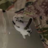 アプリでチンアナゴ飼育 タイ移住計画 タイ移住日記 アプリでチンアナゴ飼育 タイ移住計画 タイ移住日記