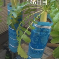 大根を抜いた