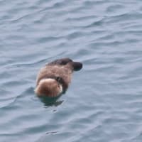 プカプカ・・子どものラッコ