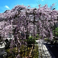 興禅寺の時雨桜