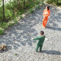 狸君は今何処に。