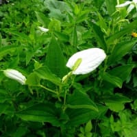 花楽の里