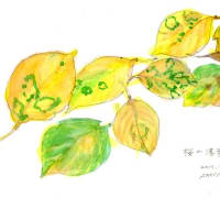 暑さ寒さも彼岸まで