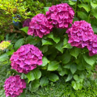 目立ちたがりのアジサイ