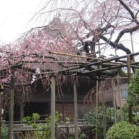 浦和の桜　開花状況