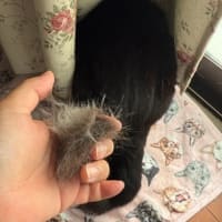 け　とりましょー。