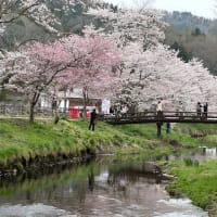 お宮橋（新名庄川の桜並木）