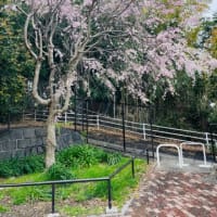 雨上がりの桜