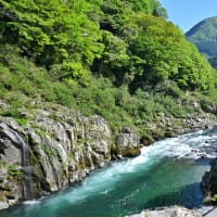 大歩危峡のこいのぼり