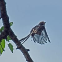 エナガ幼鳥の可愛い枝止まりと～タヌキ１匹の水飲みシーンほか・・・