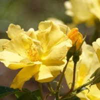 イエローフロイレッテ 〈Yellow Fleurette　バラ〉　