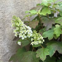 いつもの花がある時　〜増えたり減ったり〜